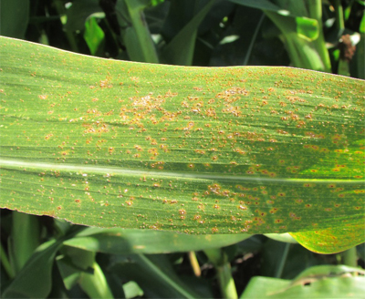 Southern Rust in Corn